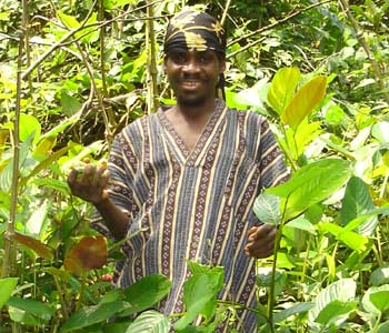 Des plantes issues de la forêt Camerounaise